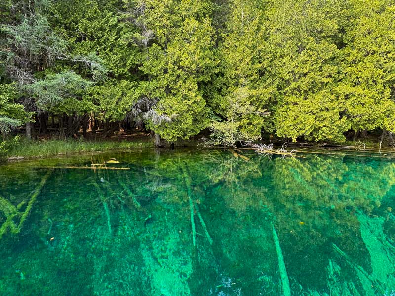 Clear turquoise water at Kitch-iti-kipi spring with submerged fallen logs visible on the bottom and green forest along the far bank